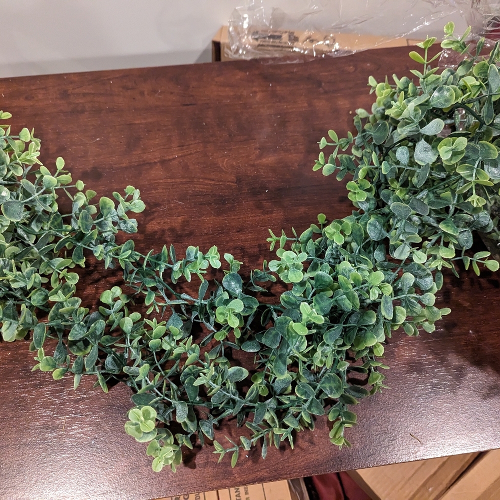 Over 12 feet of eucalyptus vines